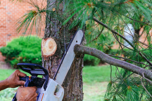 Best Tree Risk Assessment  in Erie, IL